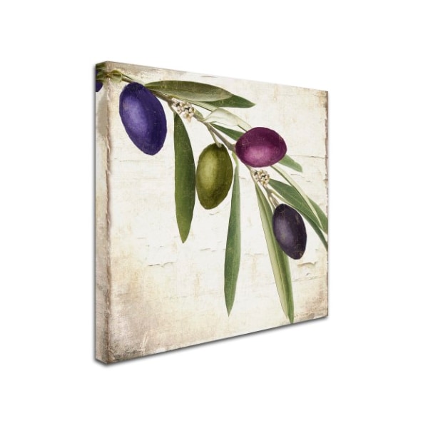 Color Bakery 'Olive Branch IV' Canvas Art,35x35